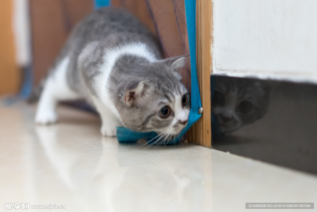 猫