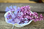 紫色的丁香花