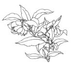 玉兰线描