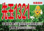 玉米 卡通玉米 玉米地