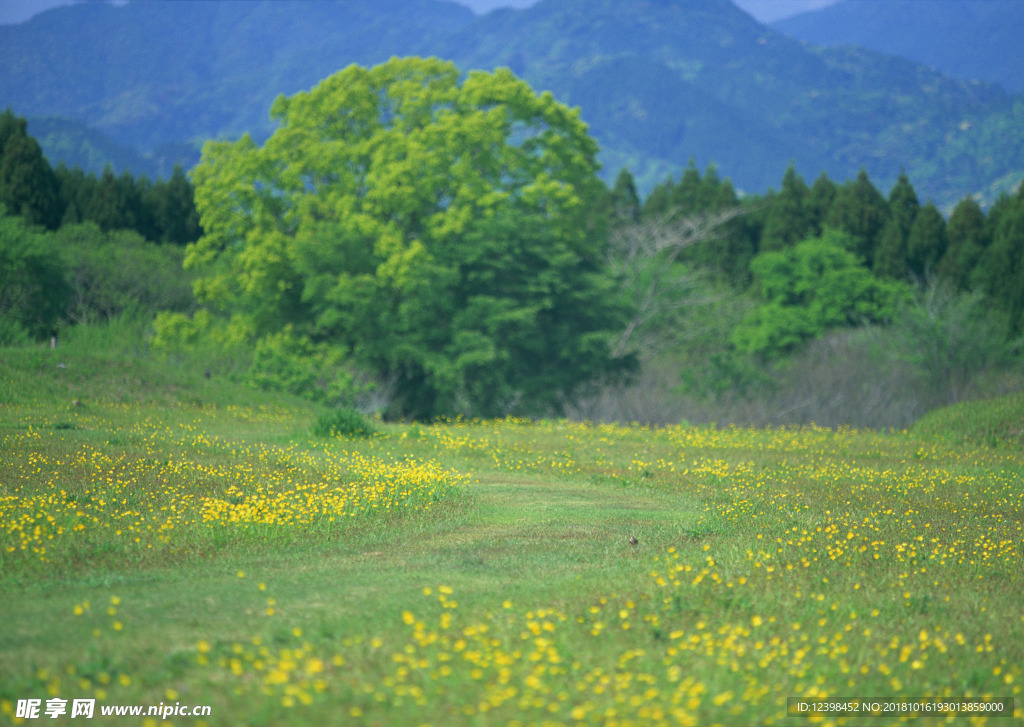 野外的野花