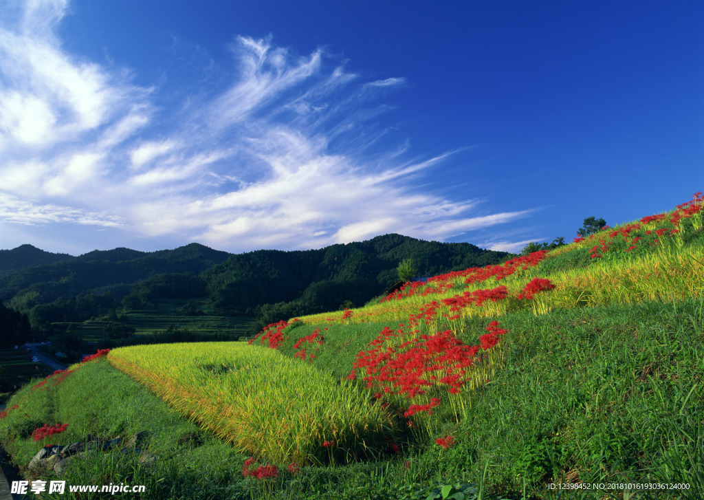 梯田