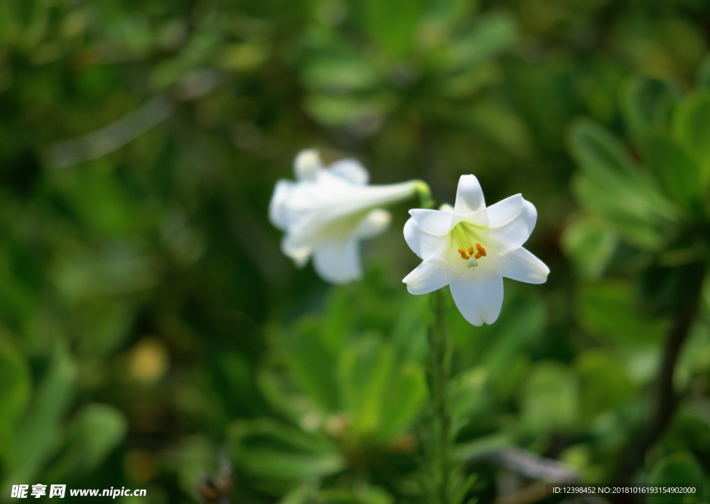 美丽的百合花