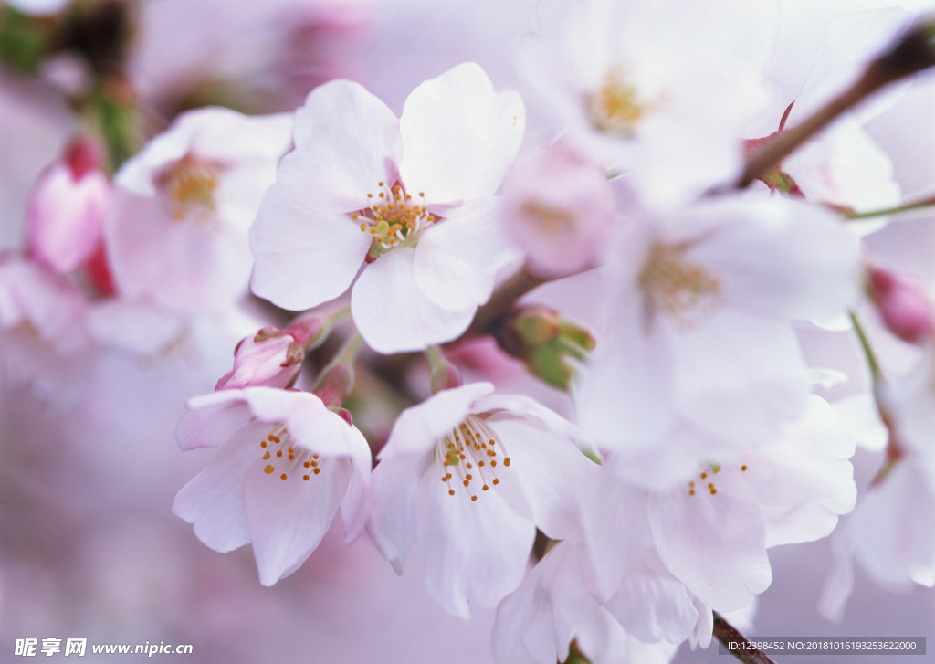 樱花