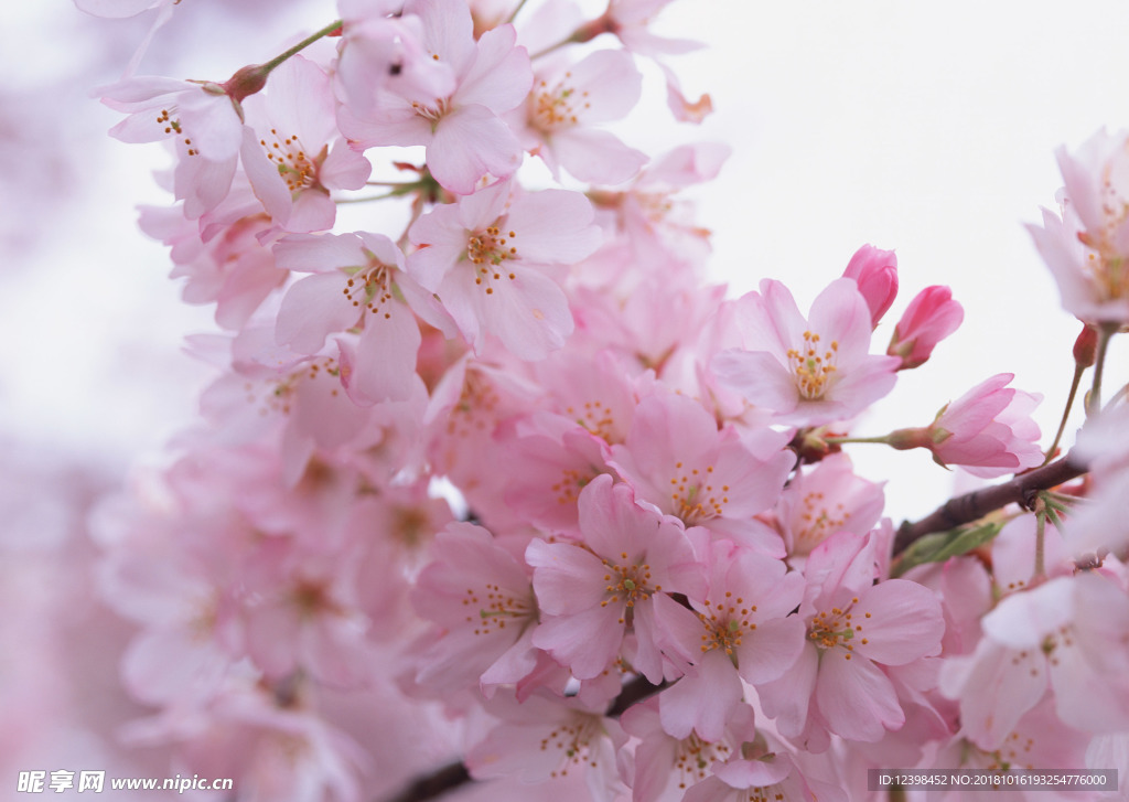 樱花