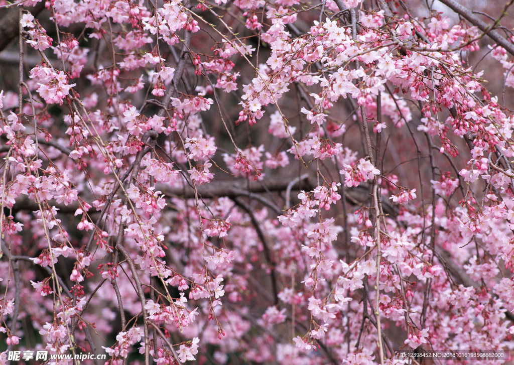 樱花
