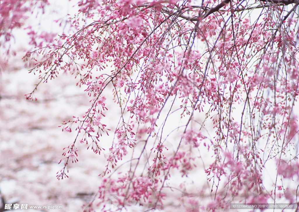 樱花