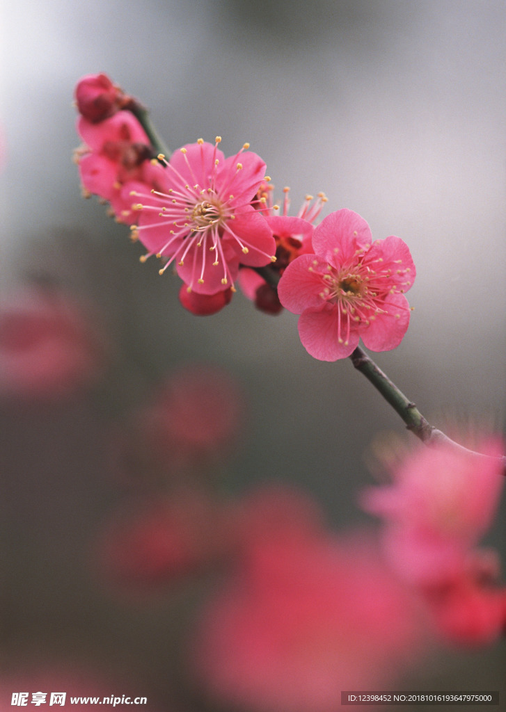 红梅花
