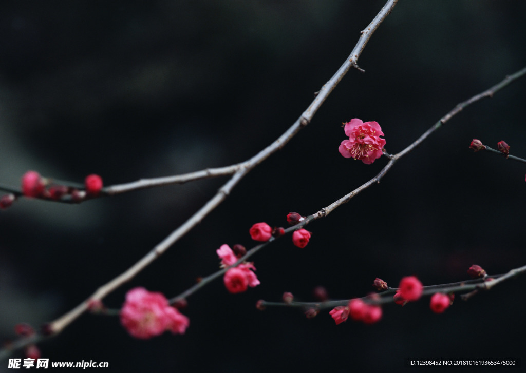 红梅花
