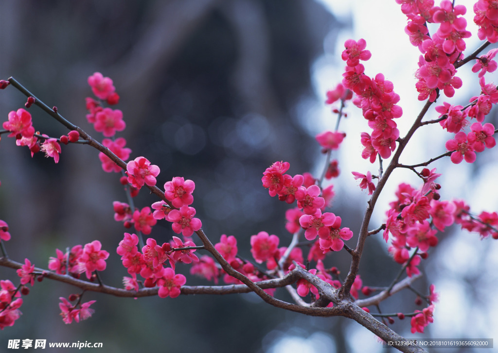 红梅花
