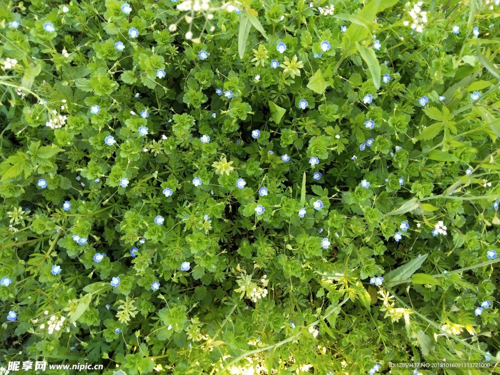 蓝色小花