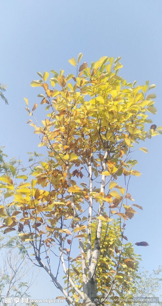 逆光树