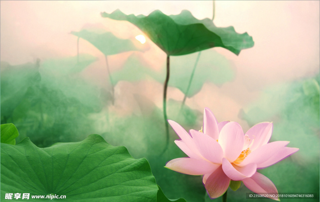 清晨荷花