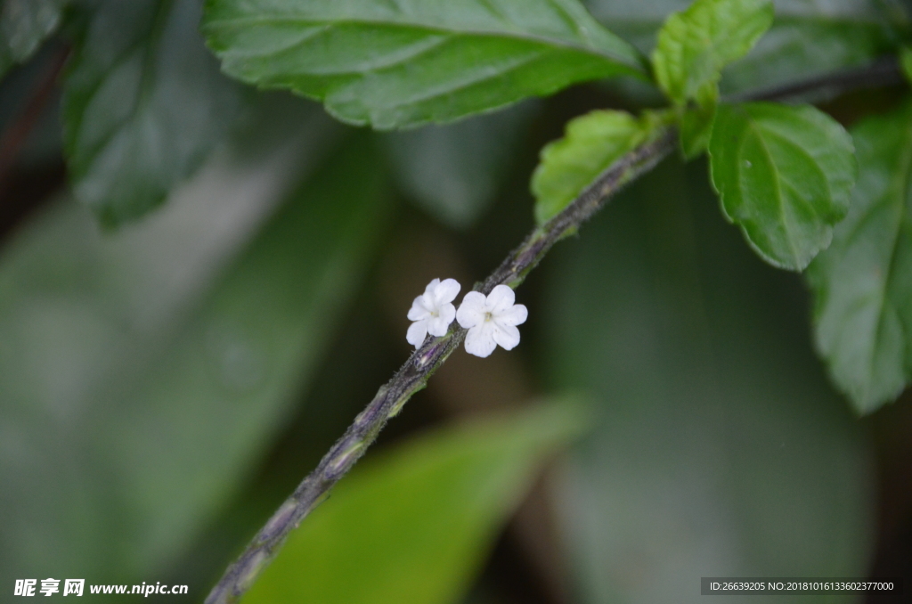 美丽的白色小花