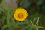 美丽小花
