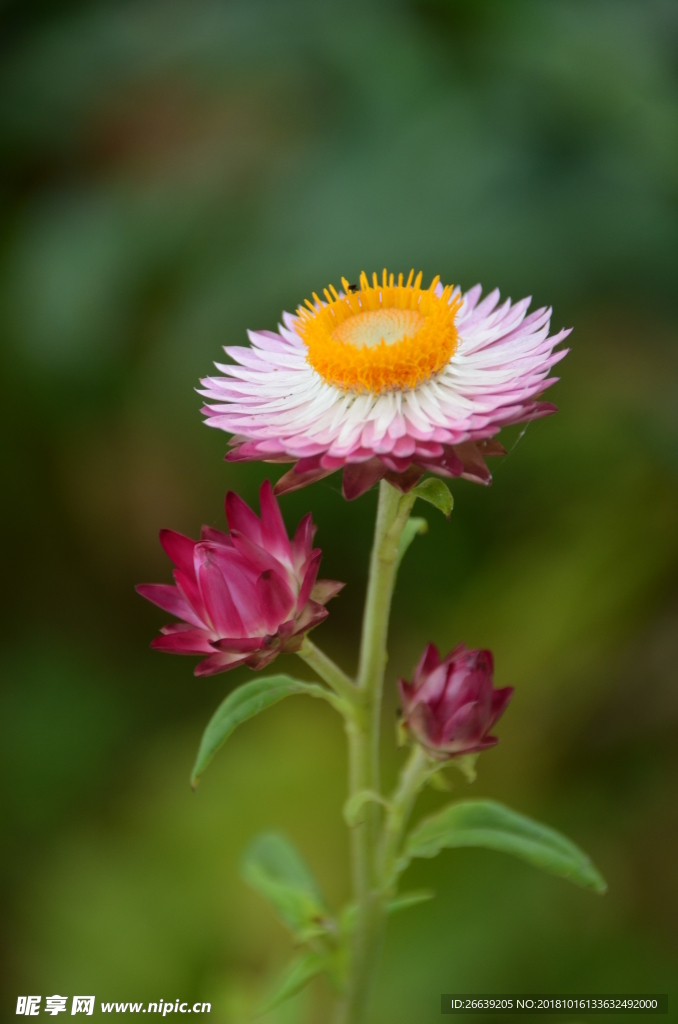 美丽的雏菊