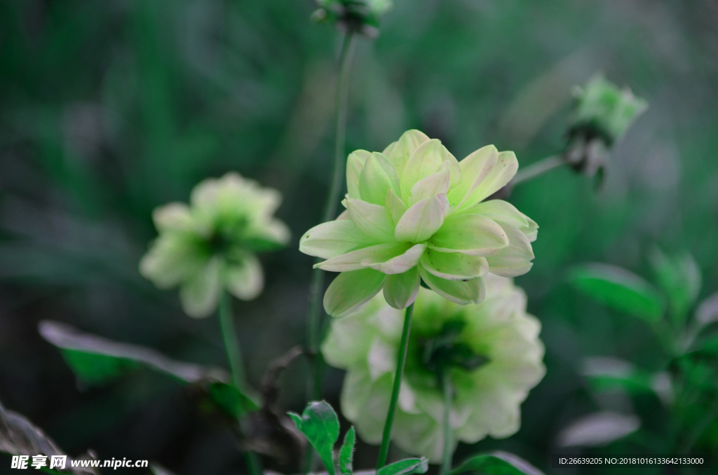 绿色的花朵