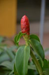 美丽的红色花苞