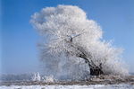 雪景
