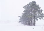 雪景