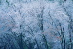 雪景
