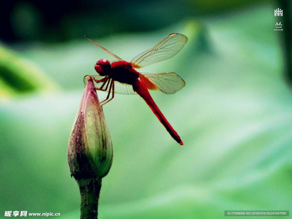 【蜻蜓荷影摄影图片】公园生态摄影_枫枫的摄影博客_太平洋电脑网摄影部落