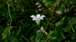 牵牛花