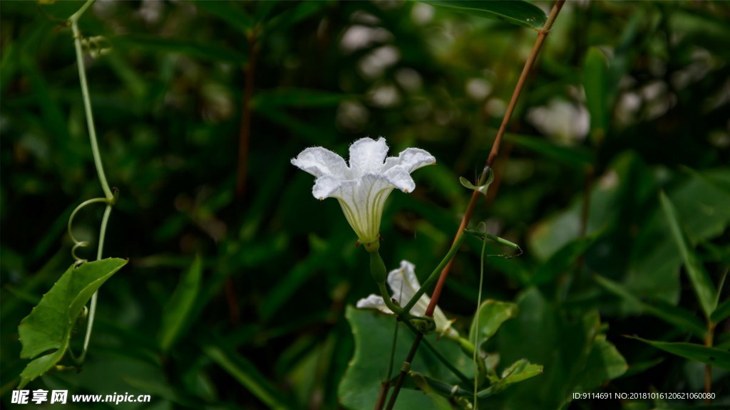 牵牛花