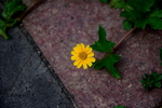 小野菊