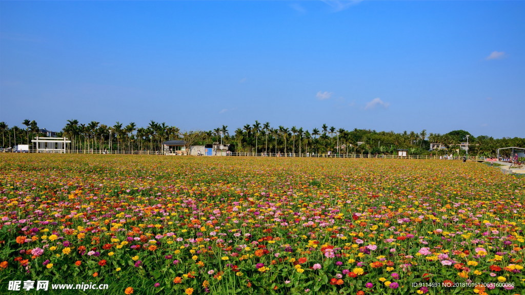 花海