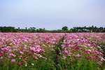 木棉花
