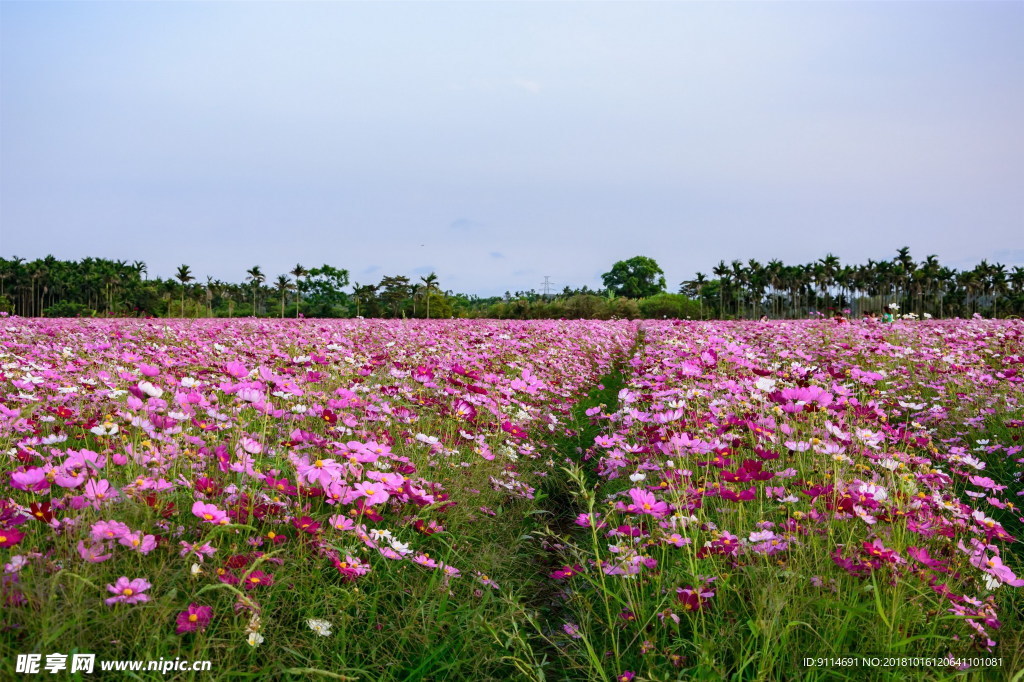 木棉花