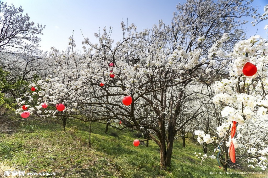 李子花