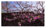 桃花园