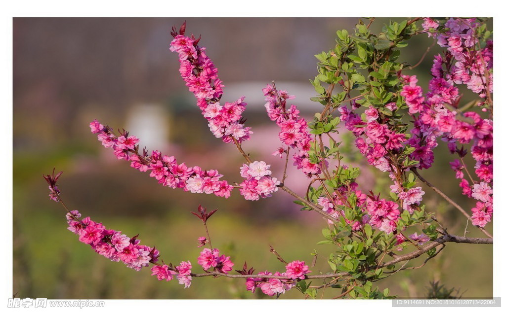 桃花枝