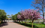 桃花公园