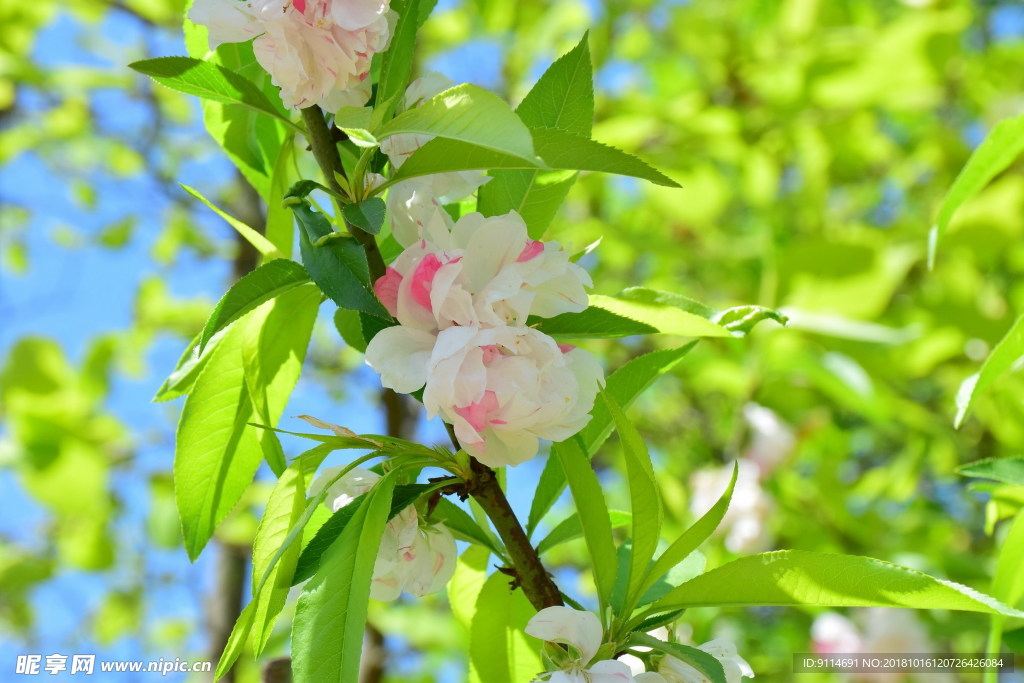 桃花枝