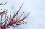 桃花枝