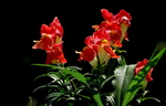水芙蓉