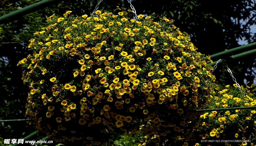 小野菊