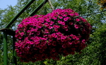 野菊花