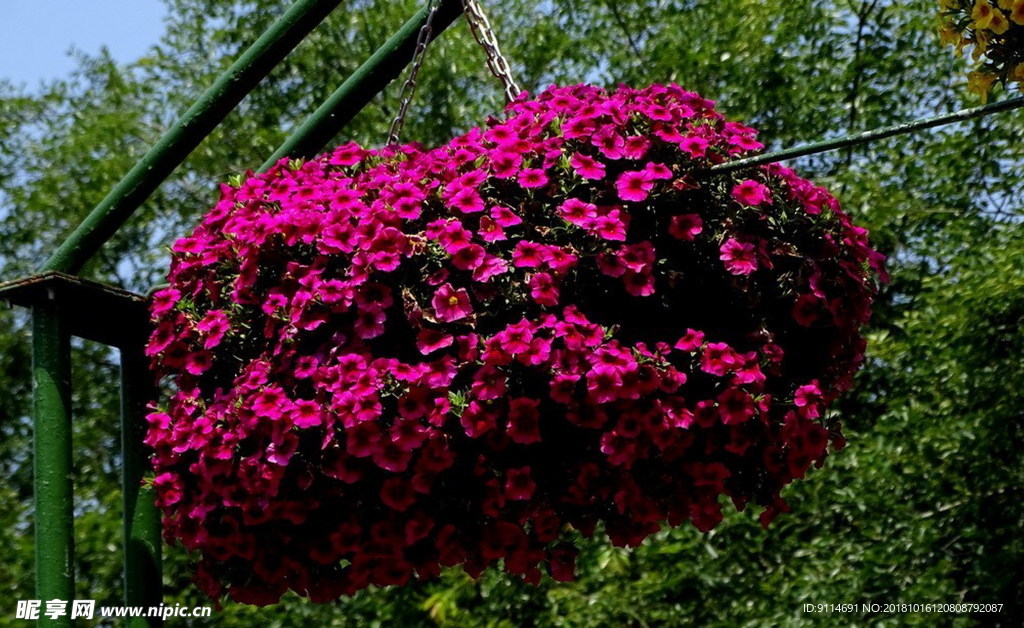 野菊花