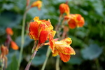 水芙蓉