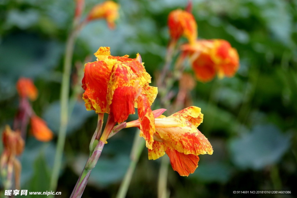 水芙蓉