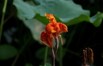 美人蕉
