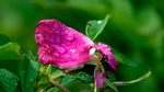 残花