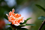 石榴花