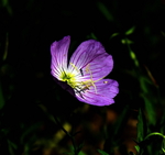 牵牛花