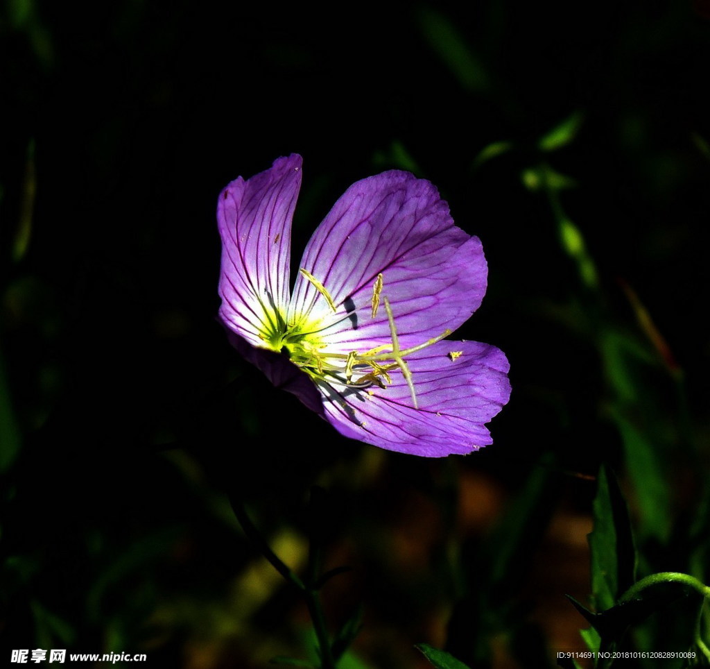 牵牛花