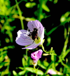 蜜蜂